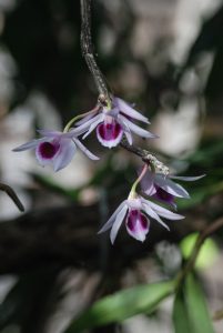 a close up of violet flowers on a tree branch