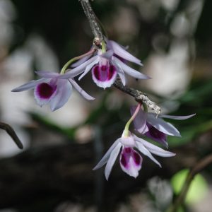 a close up of violet orchids on a tree branch