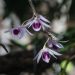a close up of violet orchids on a tree branch