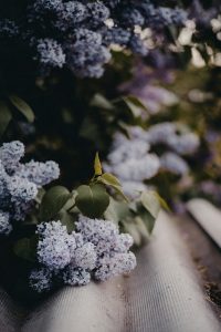 a close up of a bunch of little blue flowers on a bench
