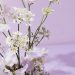 a purple vase filled with white flowers - minimalist