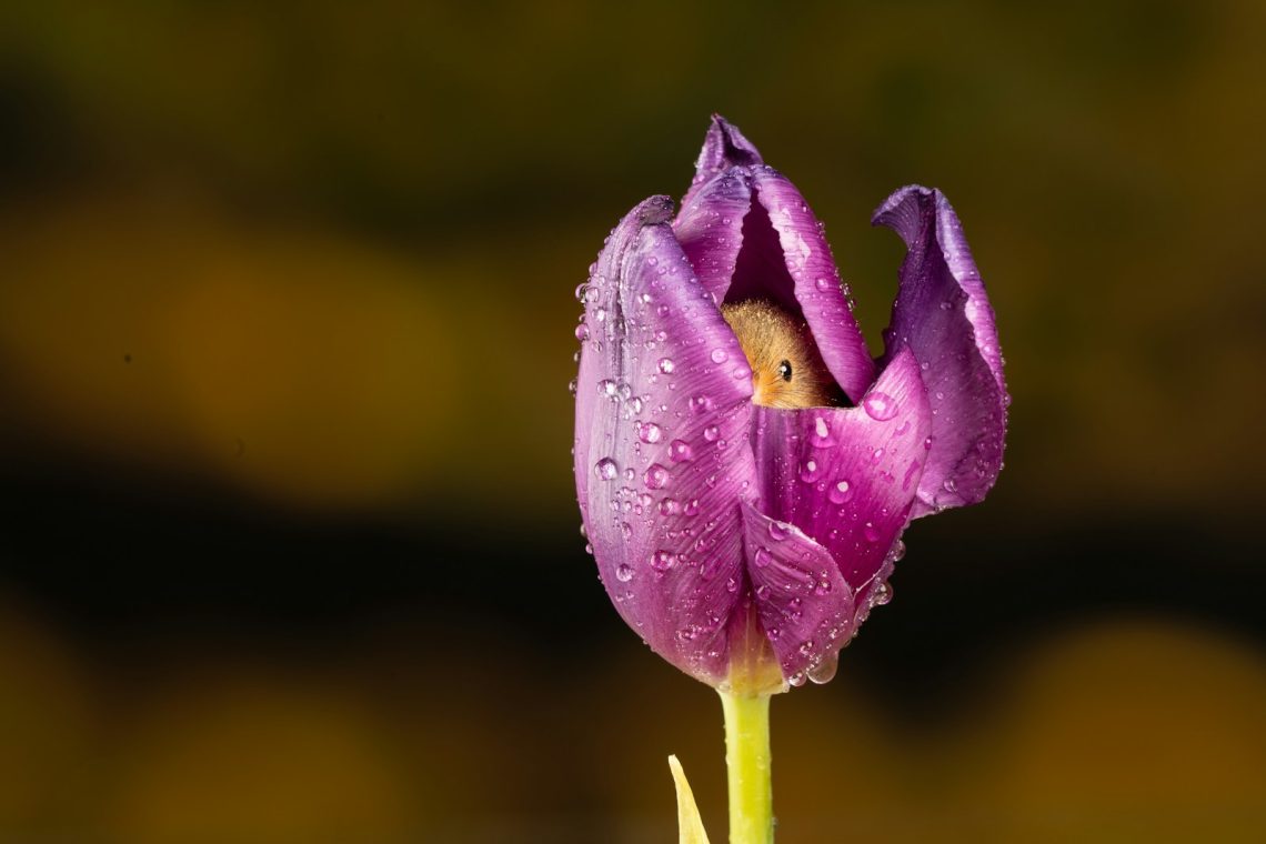 pink tulip with water droplets