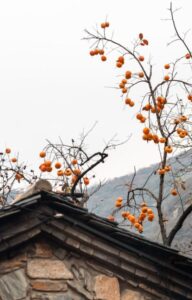 My Sweet Orange Tree by José Mauro de Vasconcelos