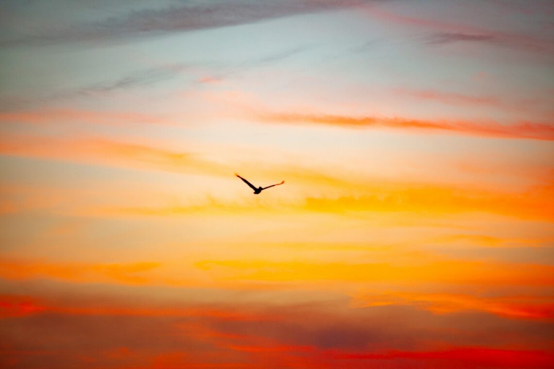 a bird flying in the sky at sunset