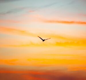 Jonathan Livingstone Seagull by Richard Bach